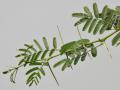 Babul (Acacia nilotica) twigs, Hindaryana, India