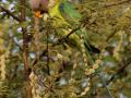 Babul (Acacia nilotica) pods eaten by parakeet, Hyderabad, India