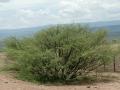 Acacia (Acacia oerfota) shrub