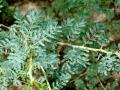 Orfot (Acacia oerfota) leaves and thorns