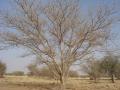 Gum arabic tree (Acacia senegal) without leaves, dry season, Niger