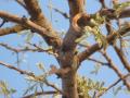 Gum exudates from gum arabic tree (Acacia senegal), Niger