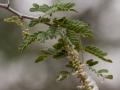 Gum arabic tree (Acacia senegal) leaves and inflorescence