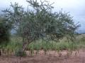 Gum arabic tree (Acacia senegal), habit, Burkina-Faso