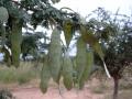Gum arabic tree (Acacia senegal), pods, Burkina-Faso