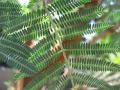 Acacia seyal leaf