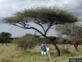 Umbrella thorn (Acacia tortilis), bushveldt savanna, Mkuzi Park, South Africa