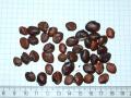 Acanthus (Acanthus mollis) seeds