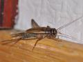 House cricket Acheta domestica