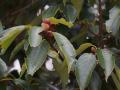 Blue Japanese oak (Quercus glauca), leaves and acorns