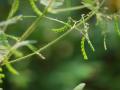 American jointvetch (Aeschynomene americana) pods