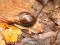 Achatina immaculata (African Land Snail)