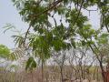 African locust bean (Parkia biglobosa), leaves and pods, Benin