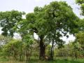 Afzelia african tree, habit, Comoé Park, Ivory Coast