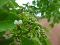 Afzelia africana flowers, W National Park, Burkina Faso