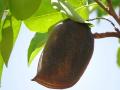 Afzelia africana, fruit (pod) and leaves