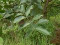 Afzelia africana leaves, Guinea