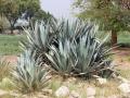 Century plant (Agave americana)