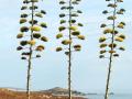 Century plant (Agave americana), in bloom