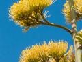 Century plant (Agave americana), flowers