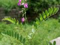 Ahuhu (Tephrosia purpurea), habit