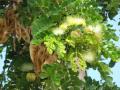 Albizia lebbeck (Siris tree) flowers, Hawaii