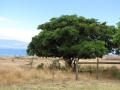 Albizia lebbeck (Siris tree), Hawaii 