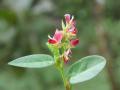 Alyce clover (Alysicarpus vaginalis), flowers