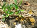 Alyce clover (Alysicarpus vaginalis), stem, leaves, and pods