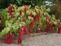 Foxtail amaranth (Amaranthus caudatus), habit