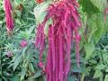 Foxtail amaranth (Amaranthus caudatus), inflorescence