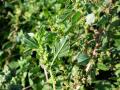 Wild amaranth (Amaranthus graecizans), inflorescence