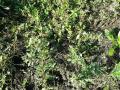 Wild amaranth (Amaranthus graecizans), habit