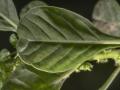 Wild amaranth (Amaranthus graecizans), leaf