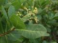 Cashew (Anacardium occidentale) leaves and flowers