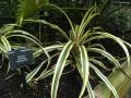 Pineapple (Ananas comosus variegatus), leaves