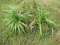 Pineapple plant, Central Vietnam