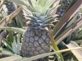 Pineapple, Hawai