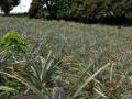 Pineapple field