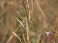 Andropogon (Andropogon fastigiatus) inflorescence