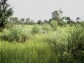 Gamba grass (Andropogon gayanus), tufted ceaspitose habit