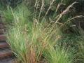 Gamba grass (Andropogon gayanus) panicle and tussock