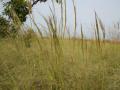 Andropogon (Andropogon fastigiatus) habit