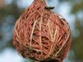 Gamba grass (Andropogon gayanus) nest built by Ploceus spp. birds