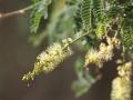 Apple-ring acacia (Faidherbia albida), inflorescence