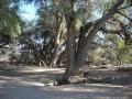 Apple-ring acacia (Faidherbia albida), Namibia