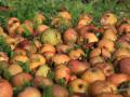 Culled apples