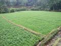 Peanut (Arachis hypogaea), field, Indonesia