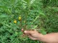 Peanut (Arachis hypogaea), foliage, Indonesia