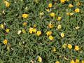 Rhizoma peanut (Arachis glabrata) stand, close-up